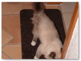 bijou