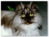 gismo-1