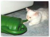 kimba-gie