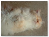 kimba-yoga (2)